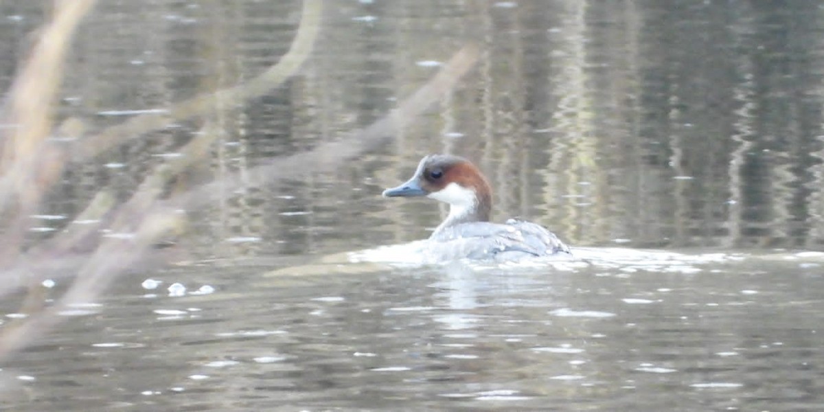 Smew - ML528021001