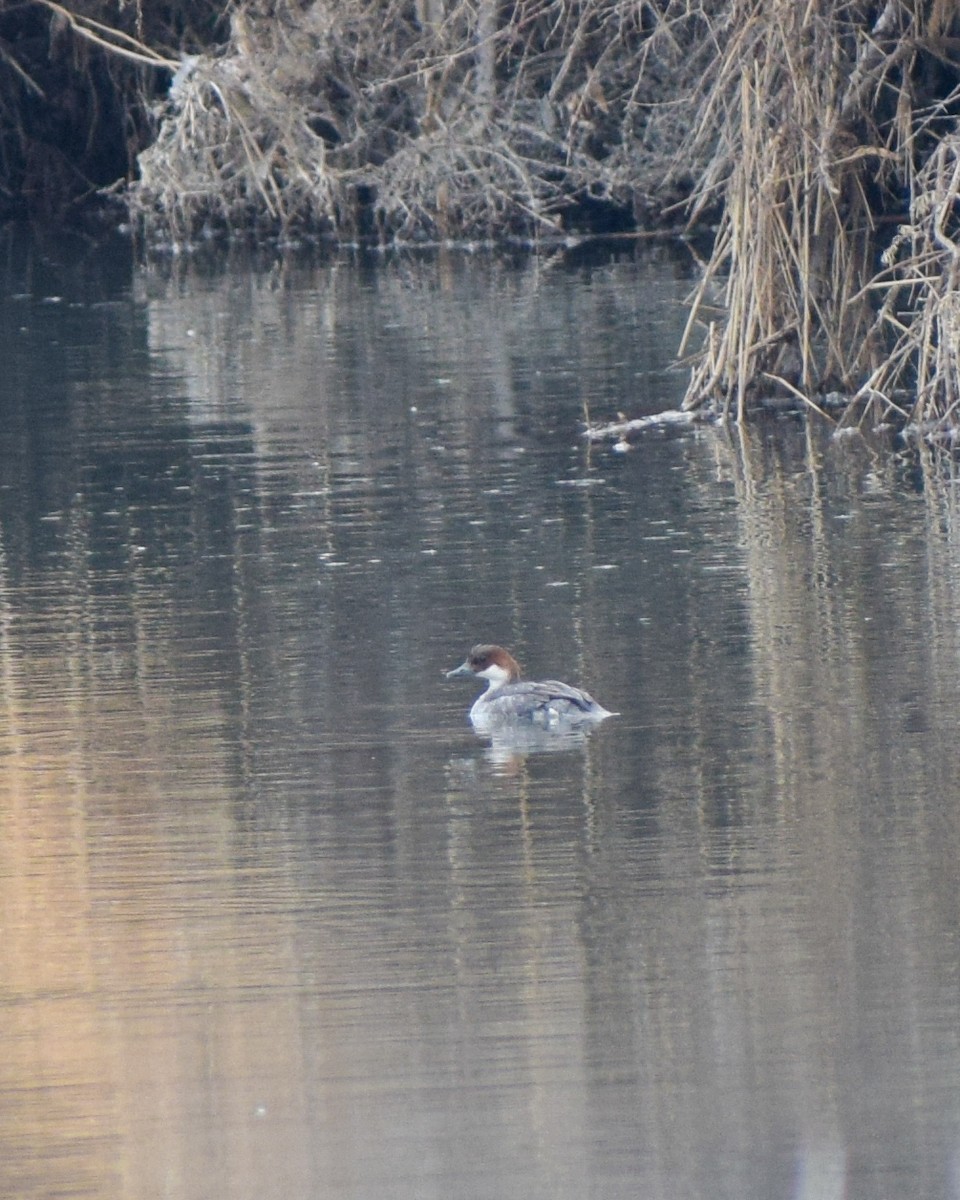 Smew - ML528021041