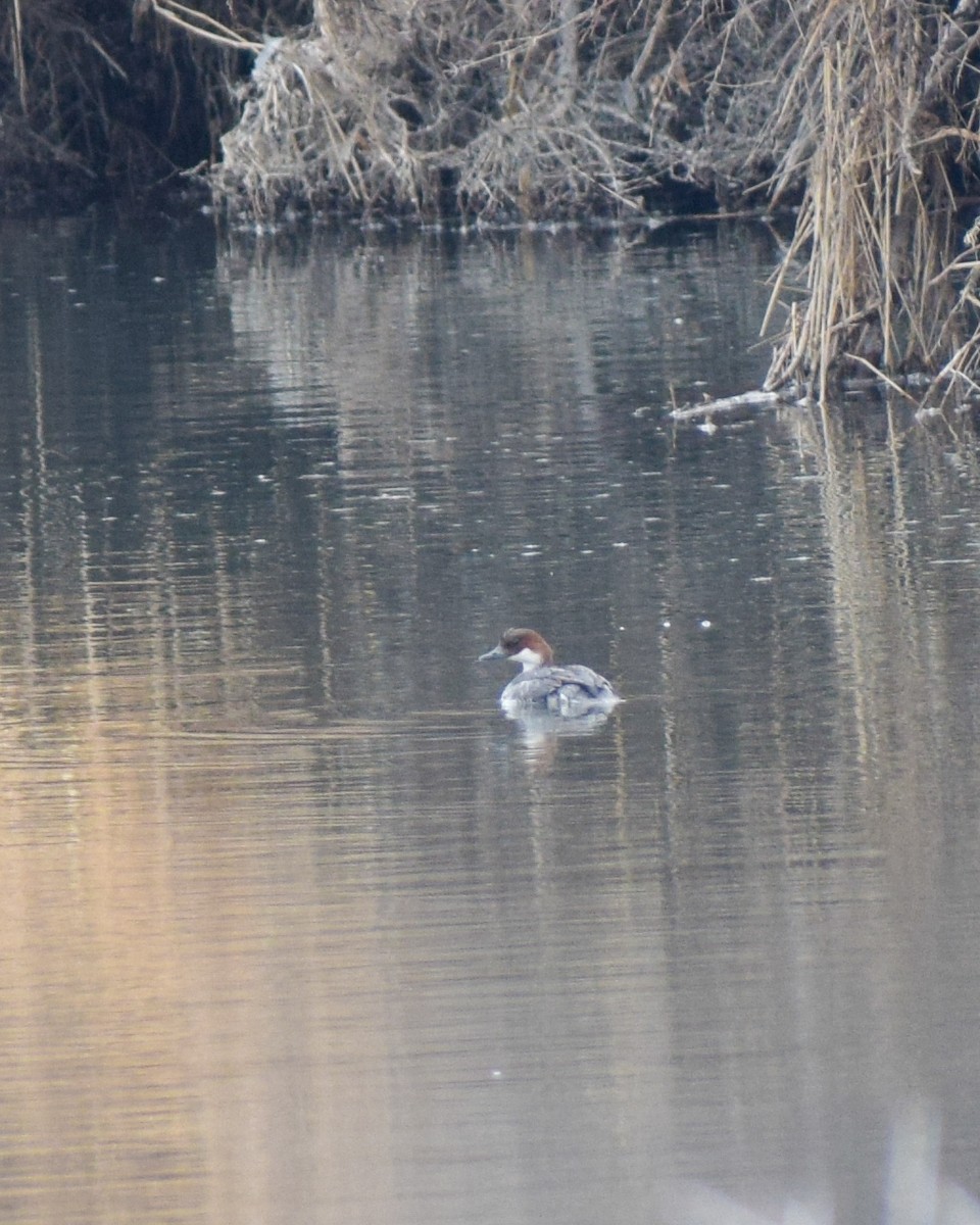 Smew - ML528021061