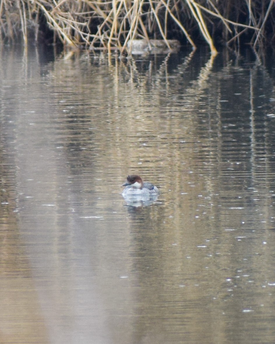 Smew - ML528021111