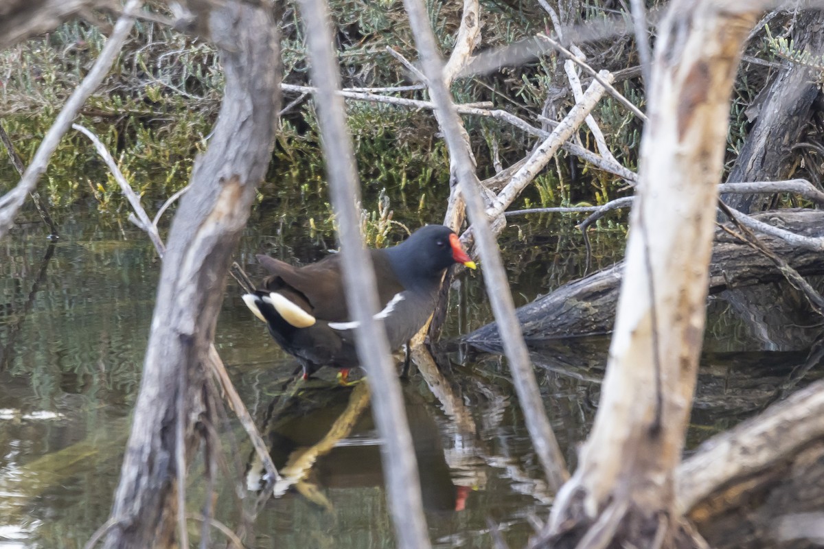 Eurasian Moorhen - ML528021131