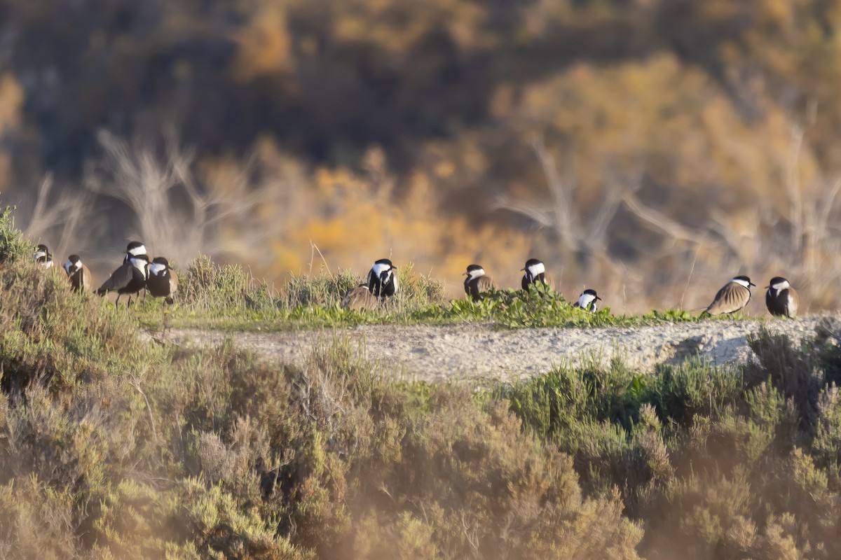 Spur-winged Lapwing - ML528021651