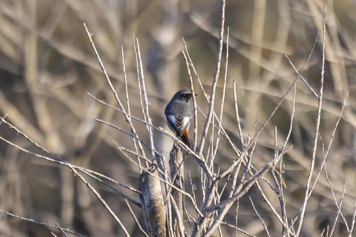 Black Redstart - ML528021711