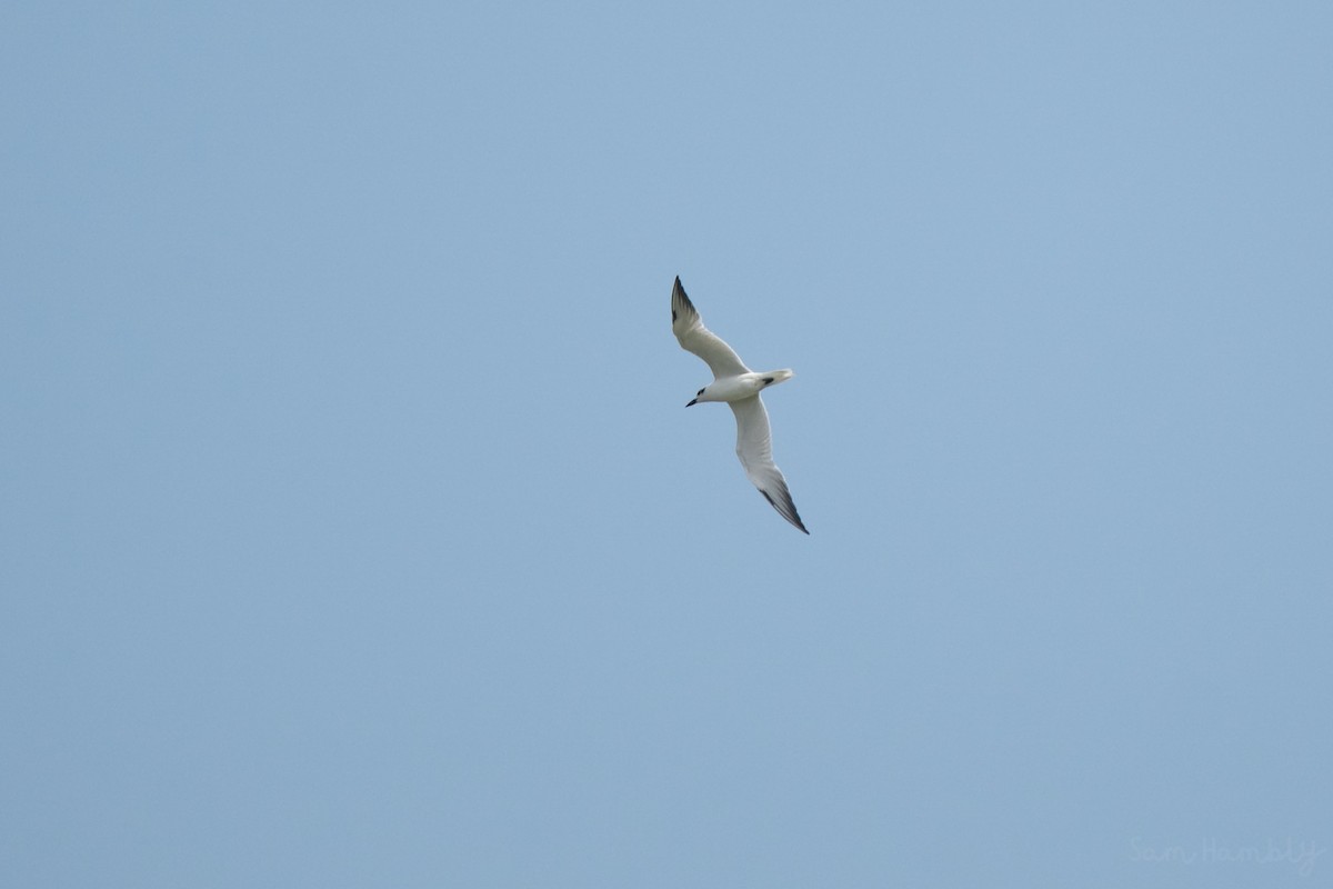 Gull-billed Tern - ML528021751