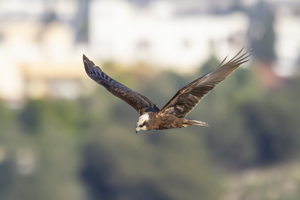 Western Marsh Harrier - ML528021811