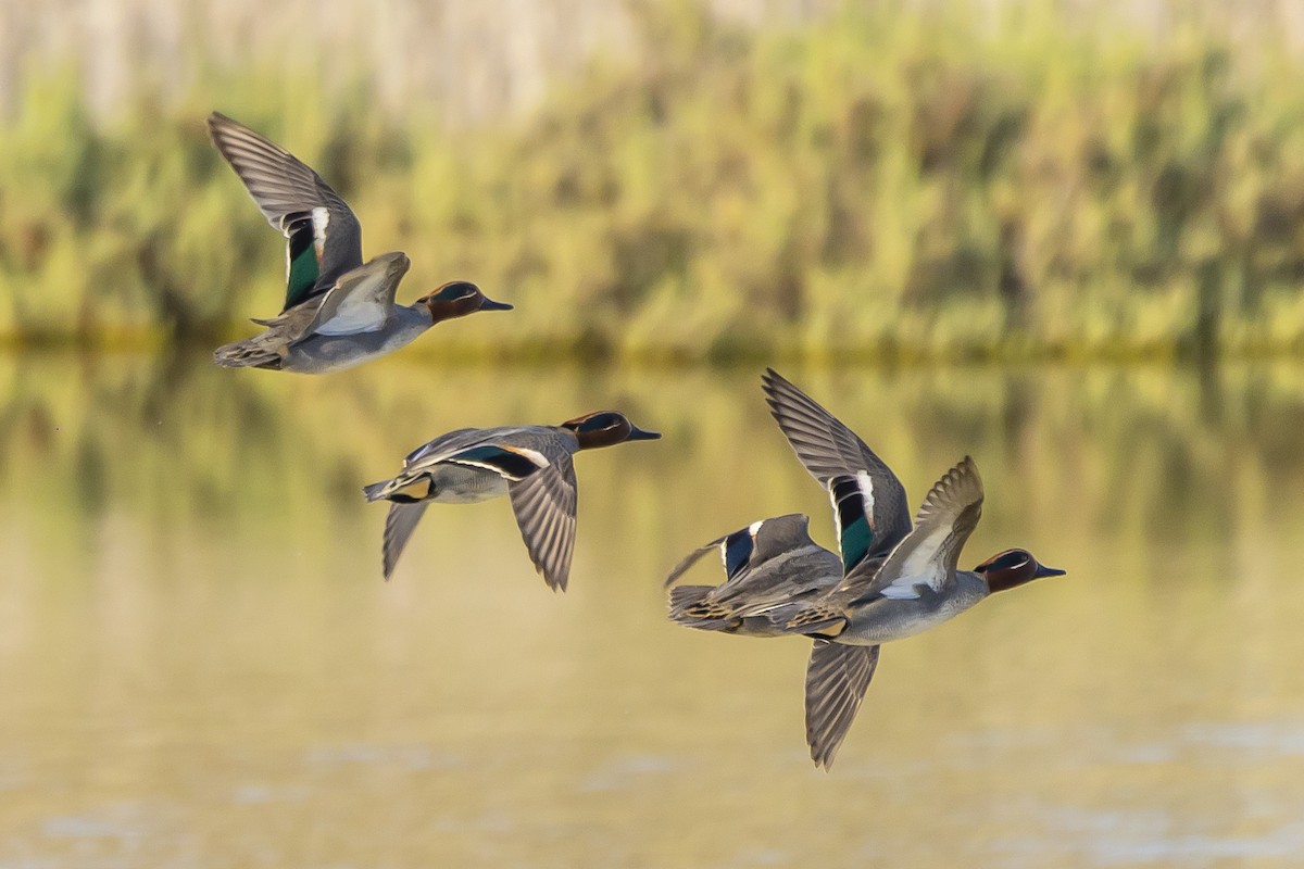 Green-winged Teal - ML528021871