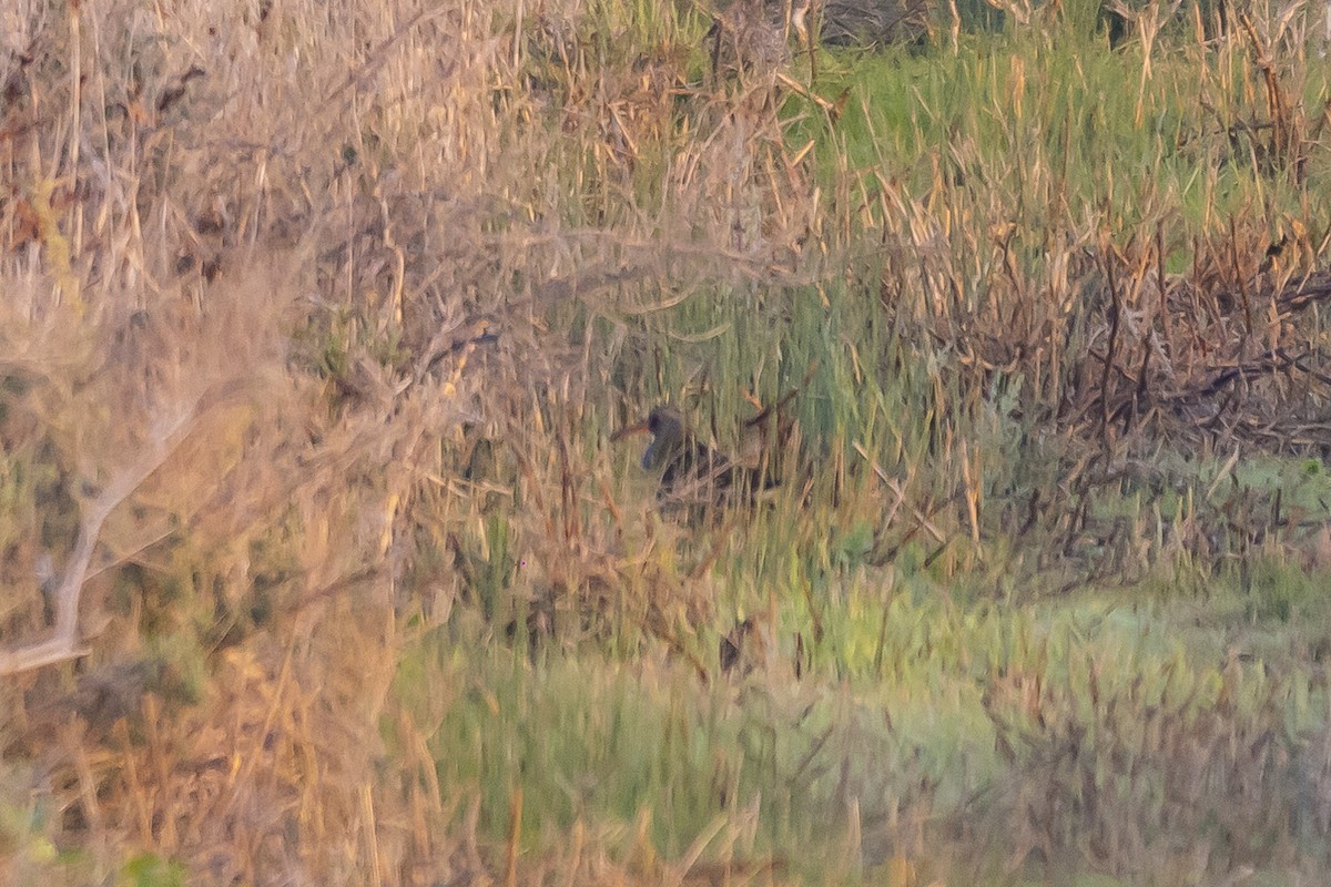 Water Rail - ML528022001