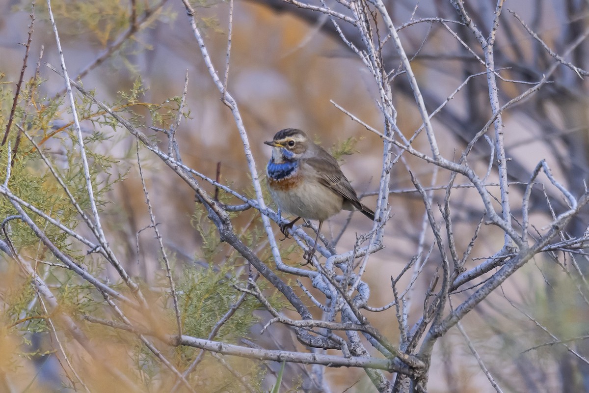 Bluethroat - ML528022231