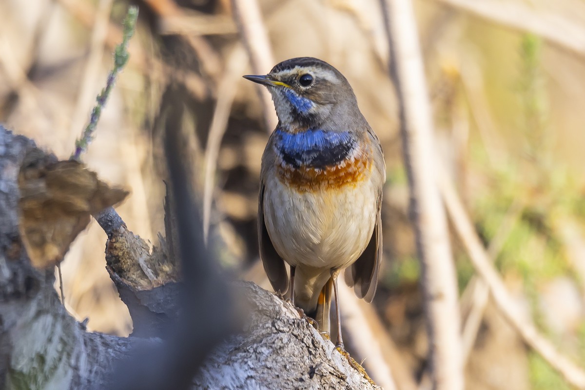 Bluethroat - ML528022411