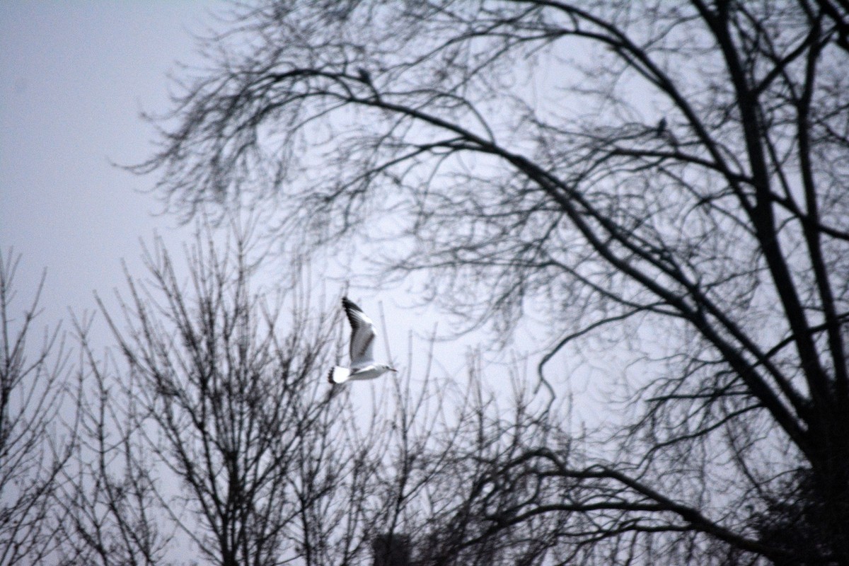 Black-headed Gull - ML528022831