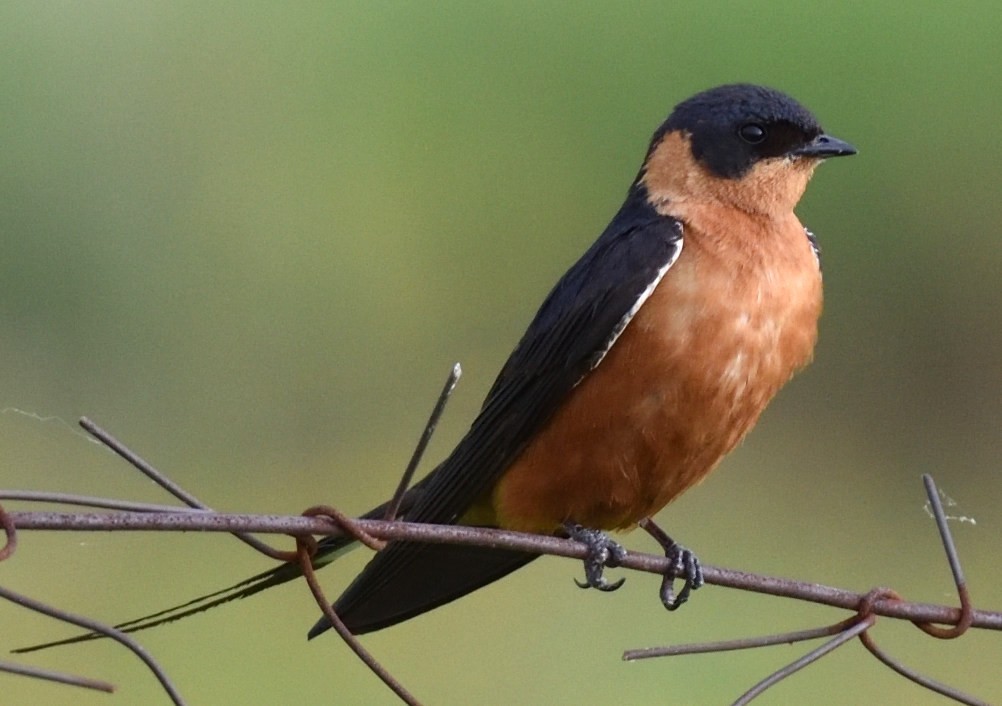 Rufous-chested Swallow - Steve Goodbred