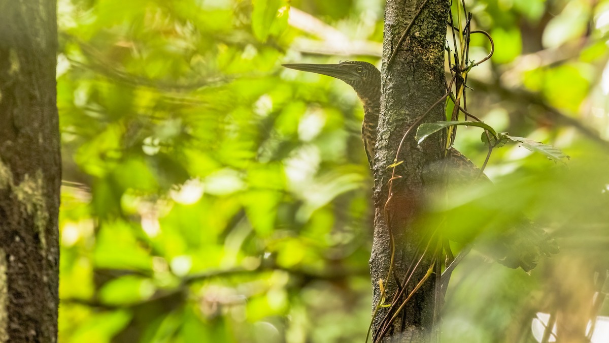 White-crested Tiger-Heron - ML528023181