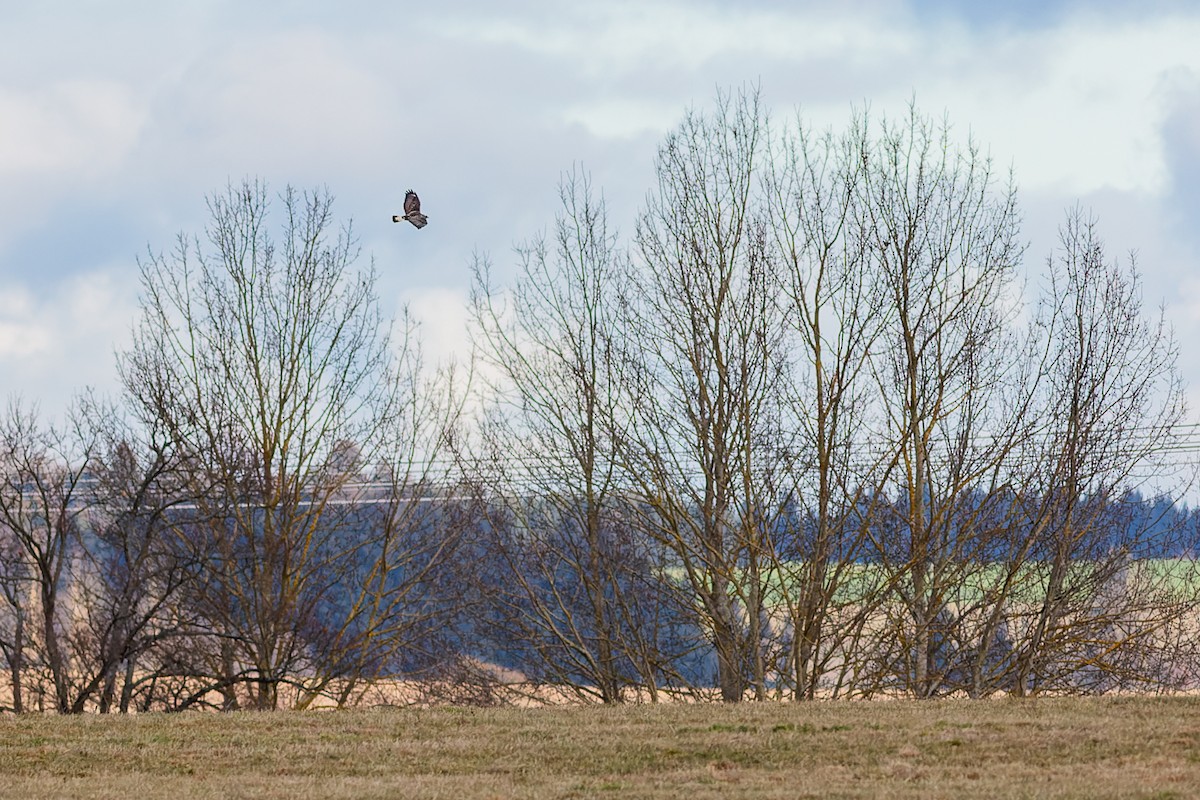 Rough-legged Hawk - Gabi Uhrova