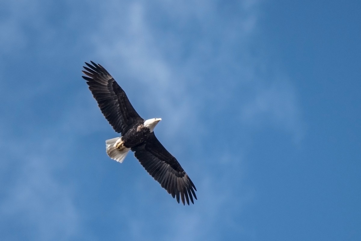 Bald Eagle - Sue Barth