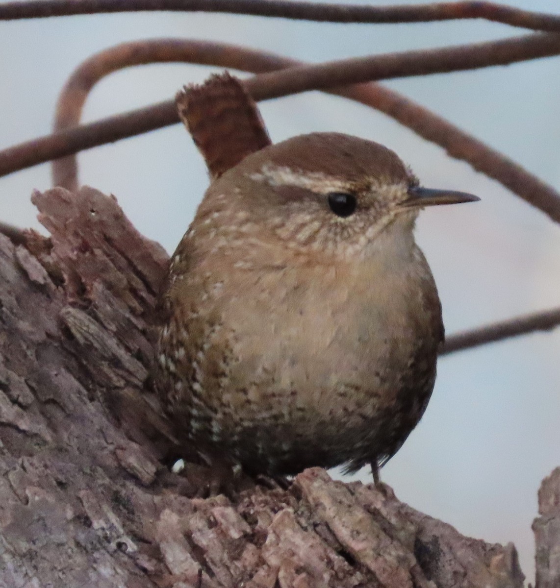 Winter Wren - ML528023721