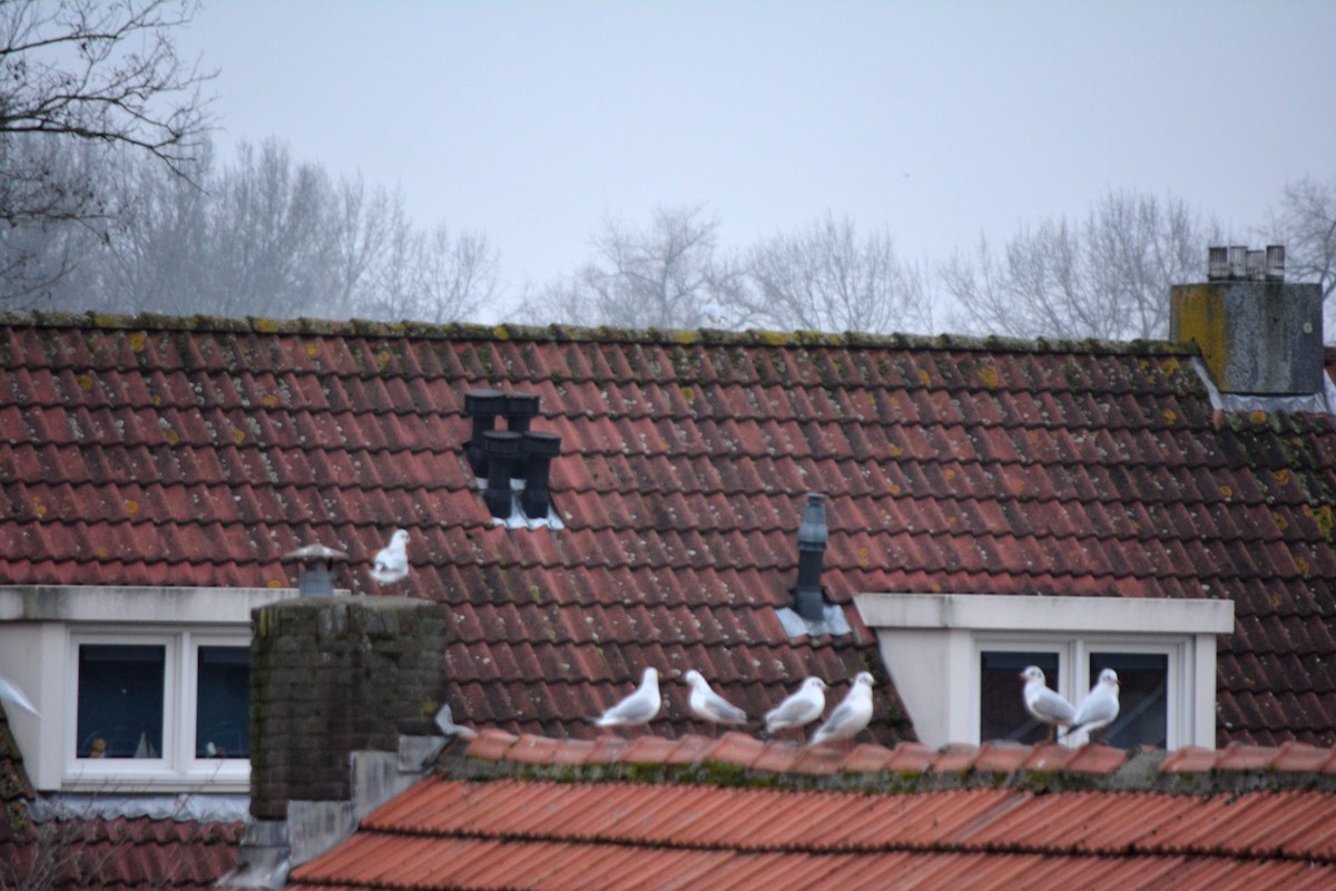 Black-headed Gull - ML528024031