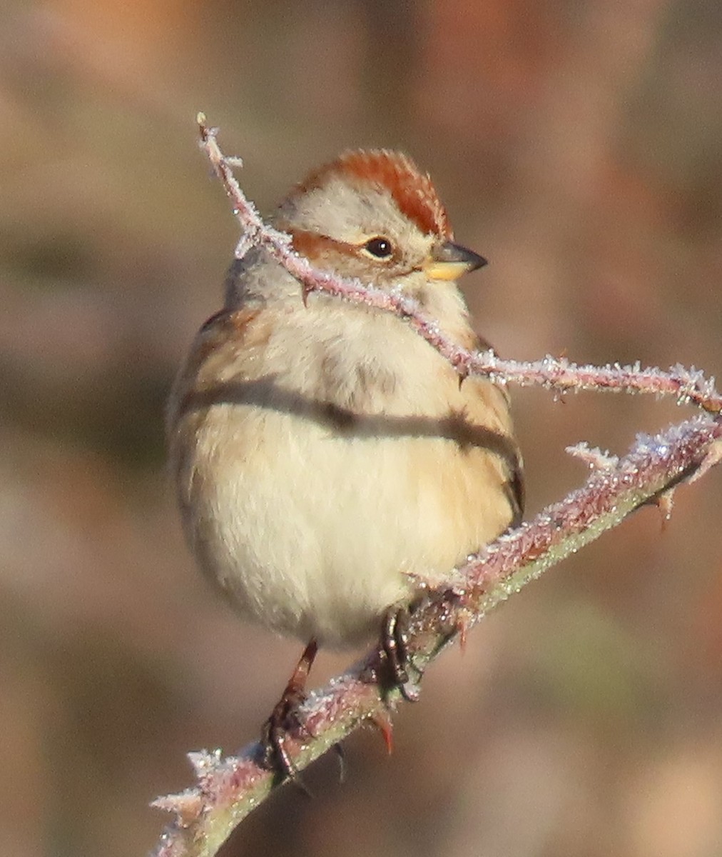 American Tree Sparrow - ML528024101