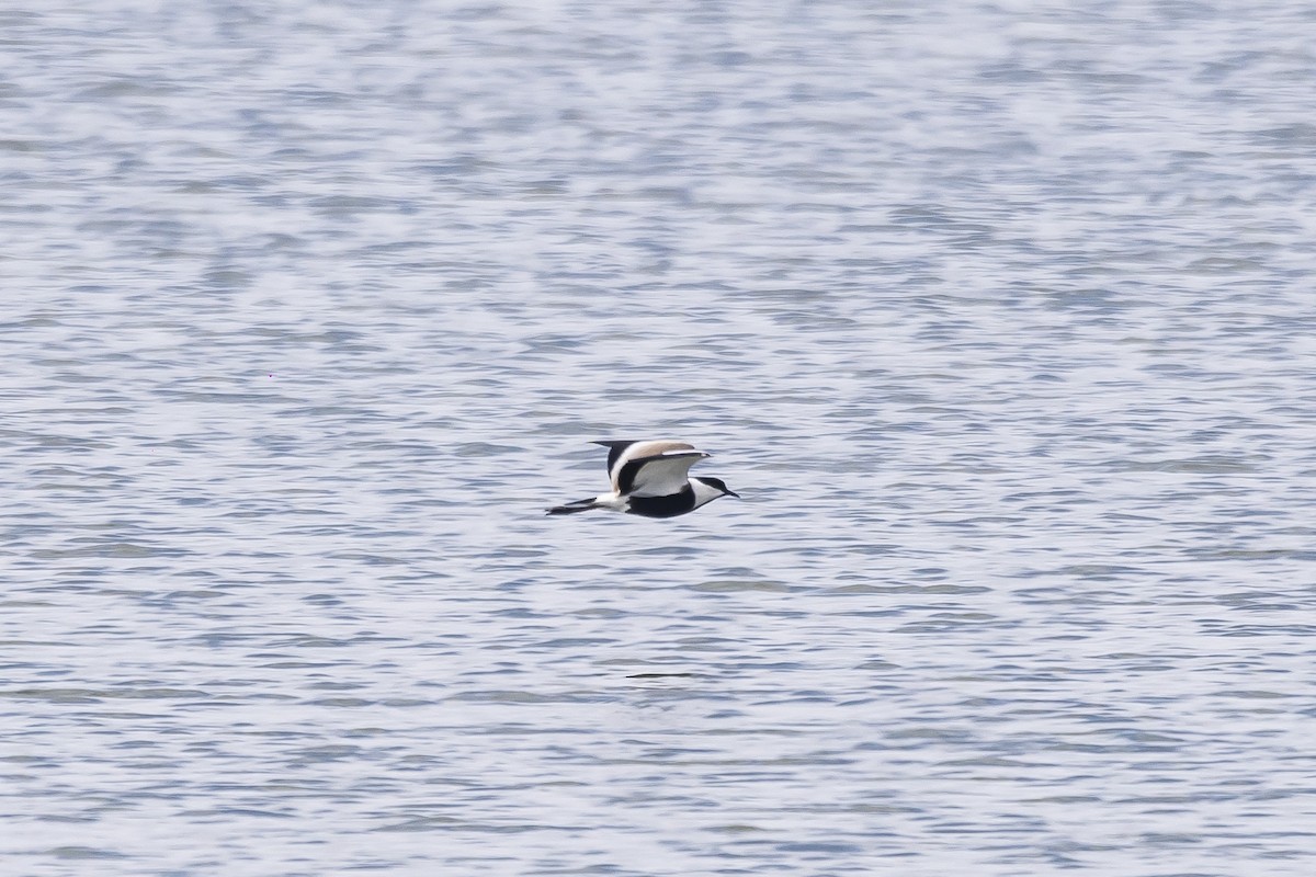 Spur-winged Lapwing - ML528024721