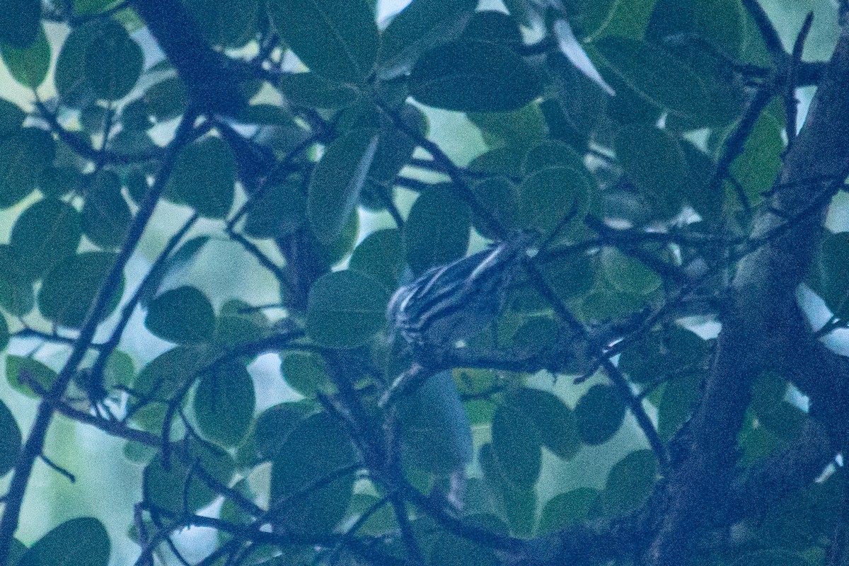 Black-and-white Warbler - ML528024731