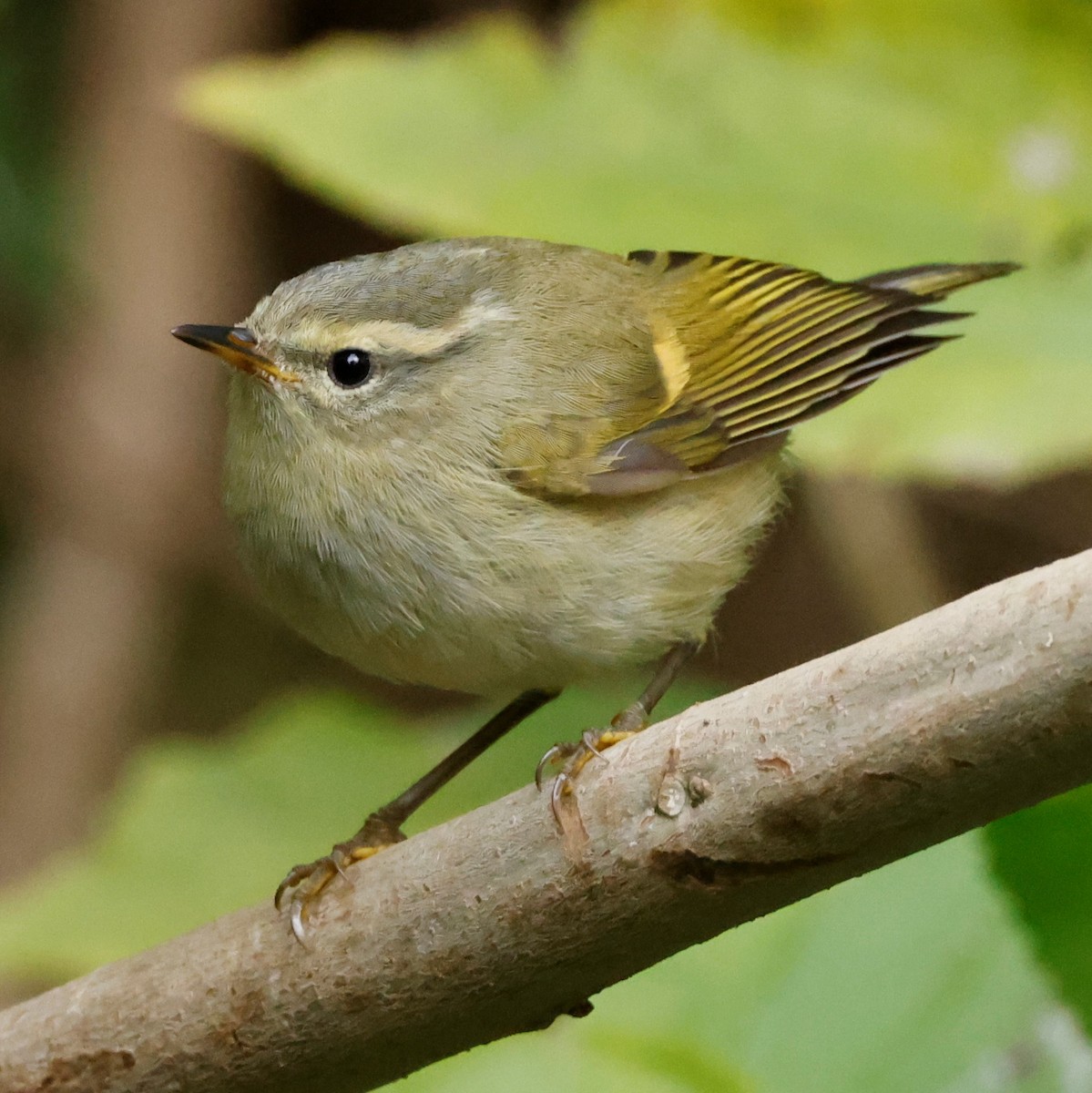 Buff-barred Warbler - ML528024981