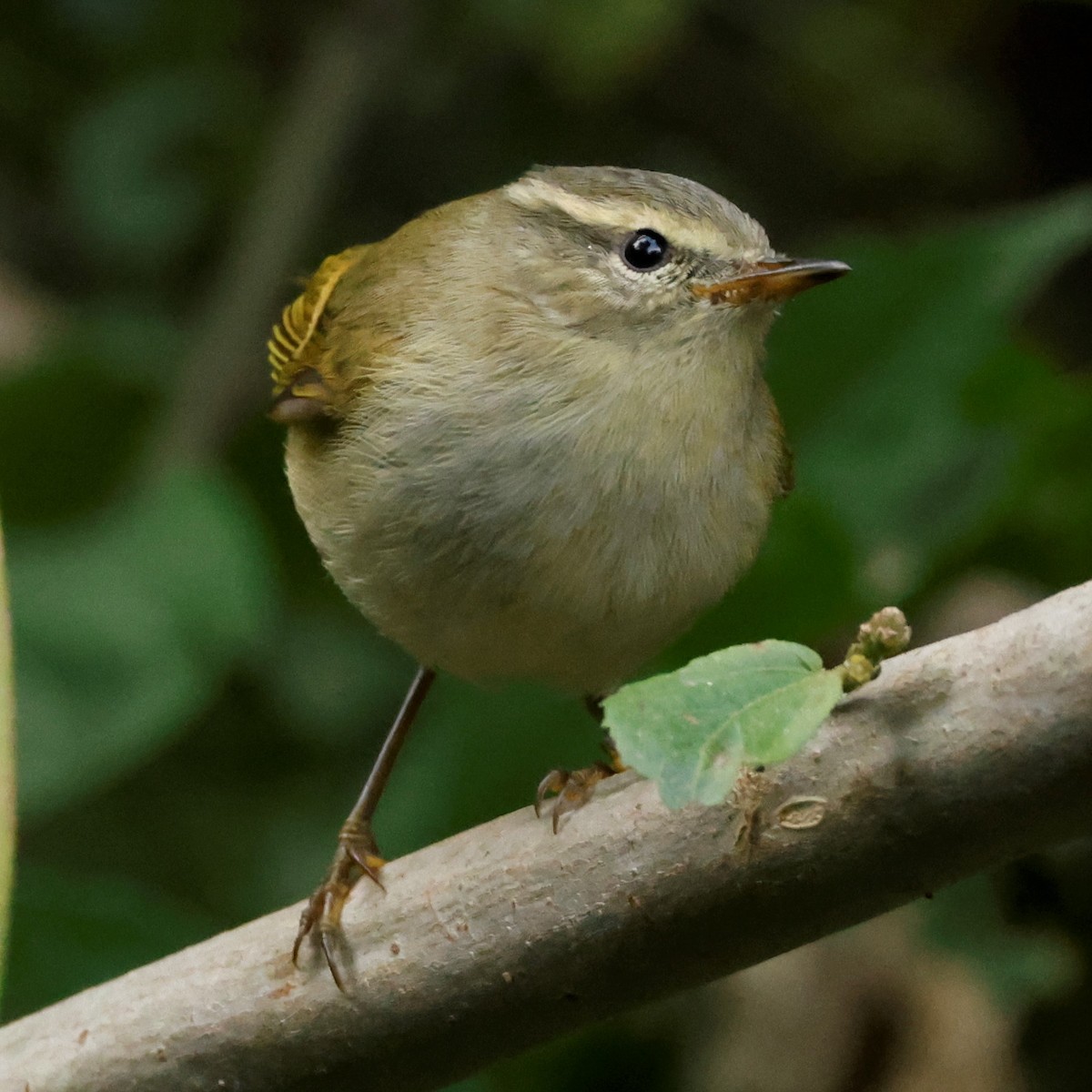 Buff-barred Warbler - ML528024991