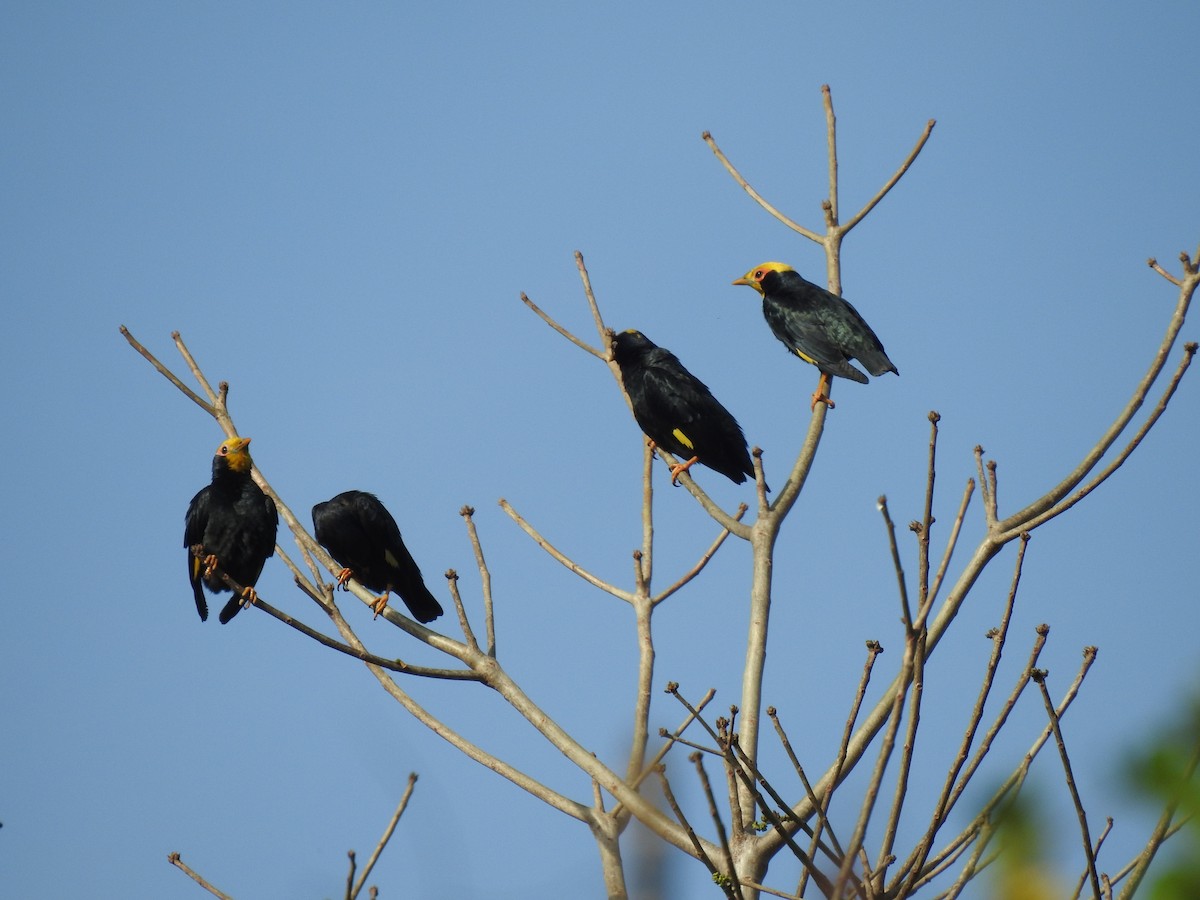Golden-crested Myna - ML528026041