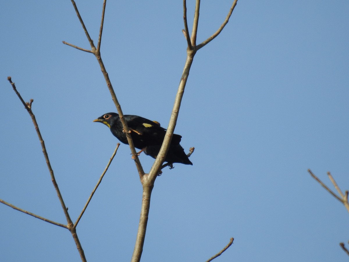 Golden-crested Myna - ML528026071