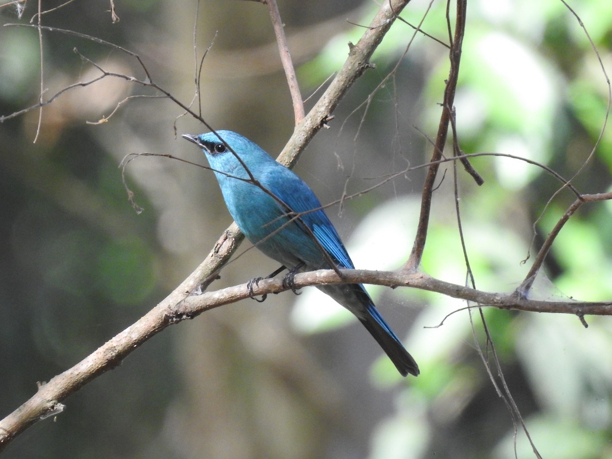Verditer Flycatcher - ML528026091