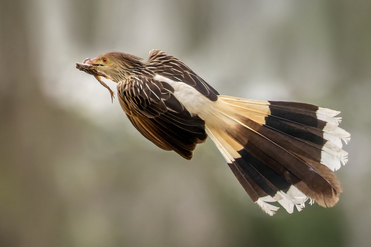 Guira Cuckoo - Lars Petersson | My World of Bird Photography