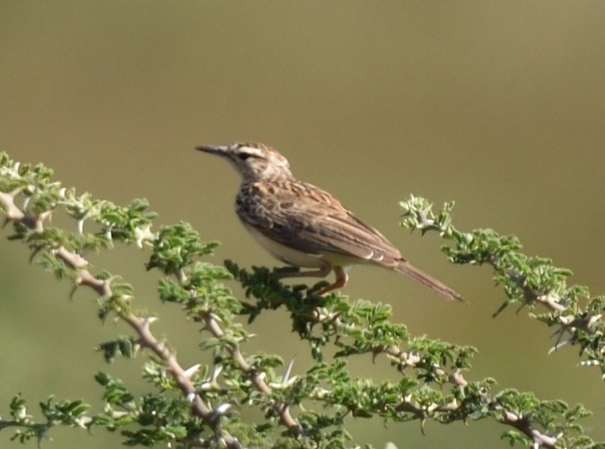 Short-clawed Lark - ML528027241