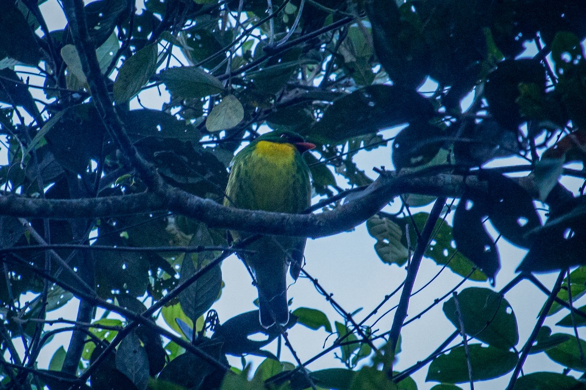 Golden-breasted Fruiteater - Francisco Russo