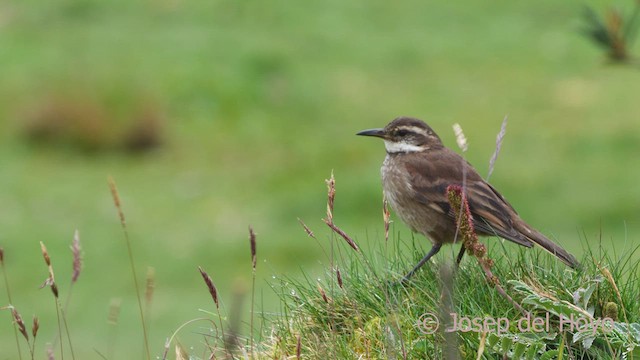 Chestnut-winged Cinclodes - ML528027801