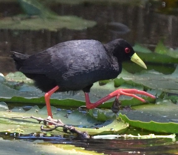 Black Crake - Steve Goodbred