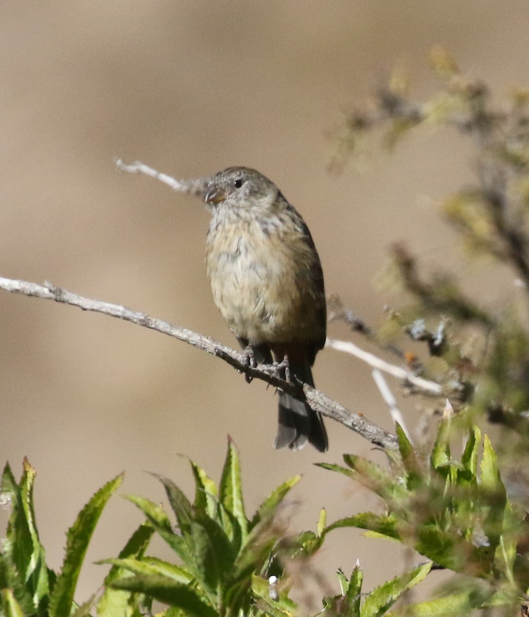 Plain-colored Seedeater - ML528027991