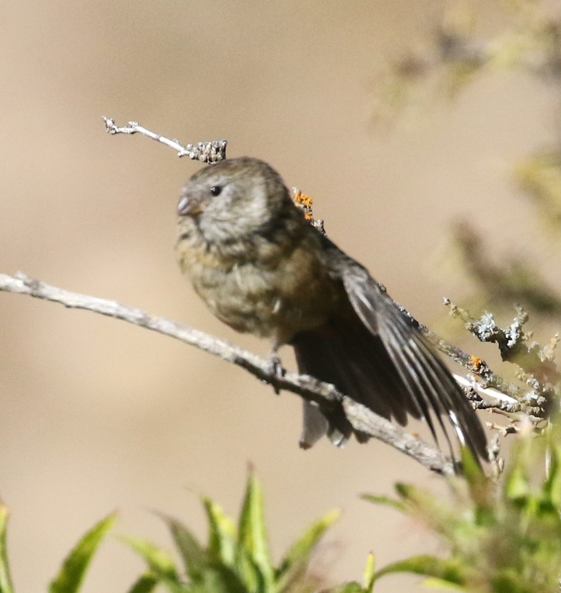 Plain-colored Seedeater - ML528028191