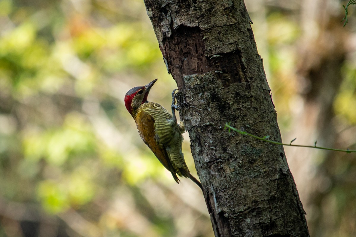 Golden-olive Woodpecker - ML528028351