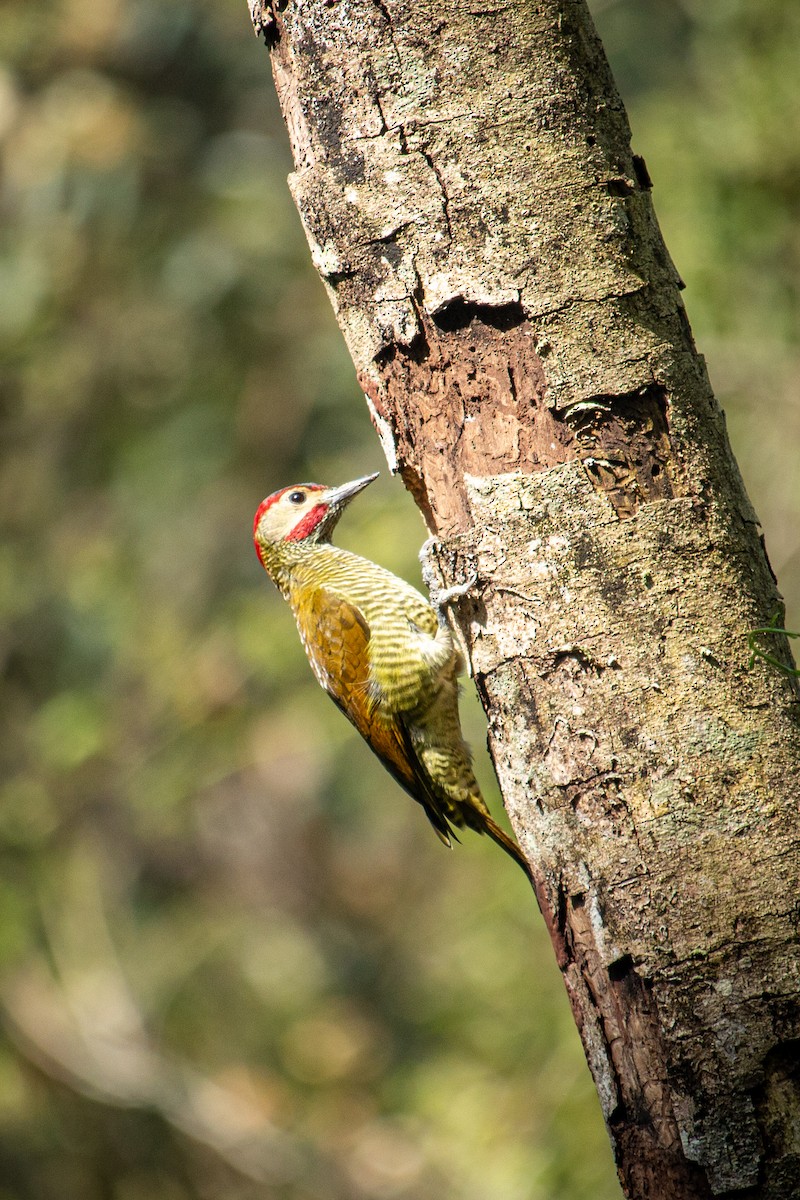 Golden-olive Woodpecker - Francisco Russo