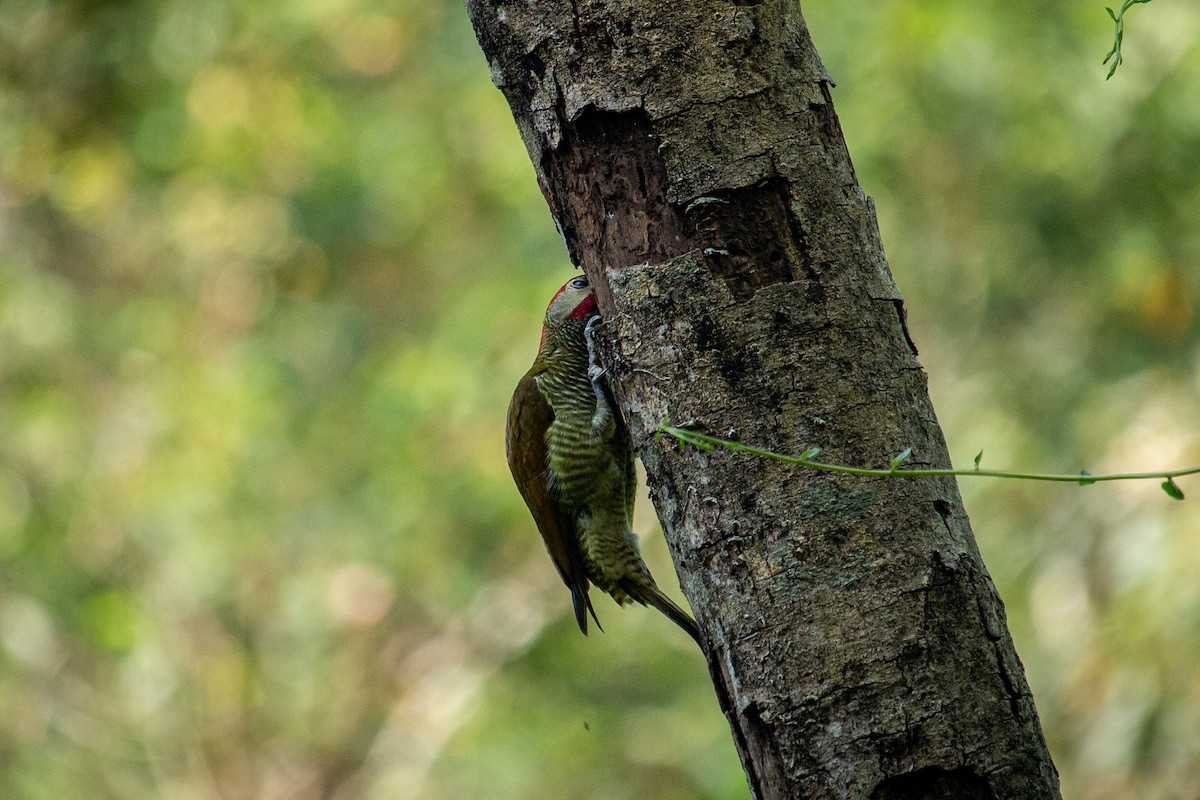 Golden-olive Woodpecker - Francisco Russo