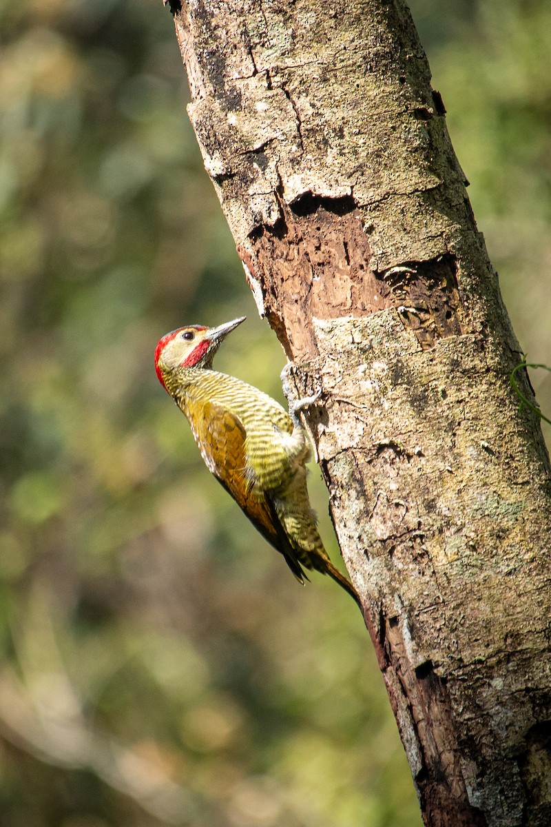 Golden-olive Woodpecker - Francisco Russo