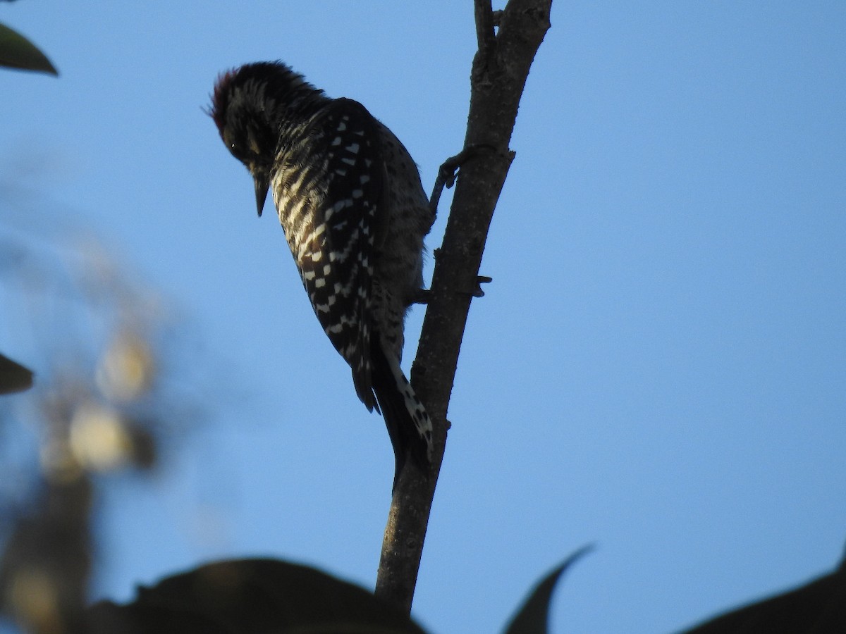 Ladder-backed Woodpecker - ML528028811