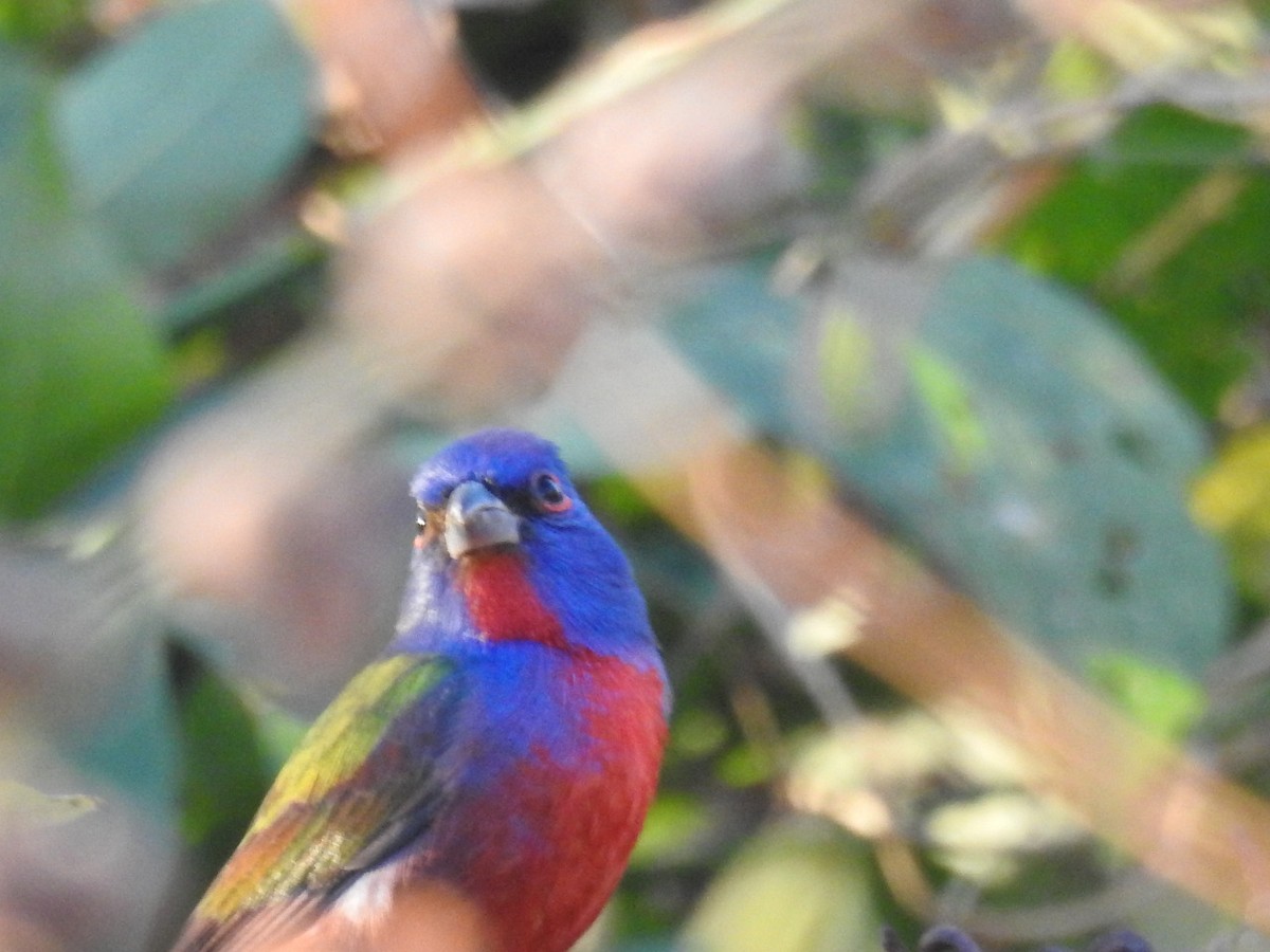 Painted Bunting - ML528028841