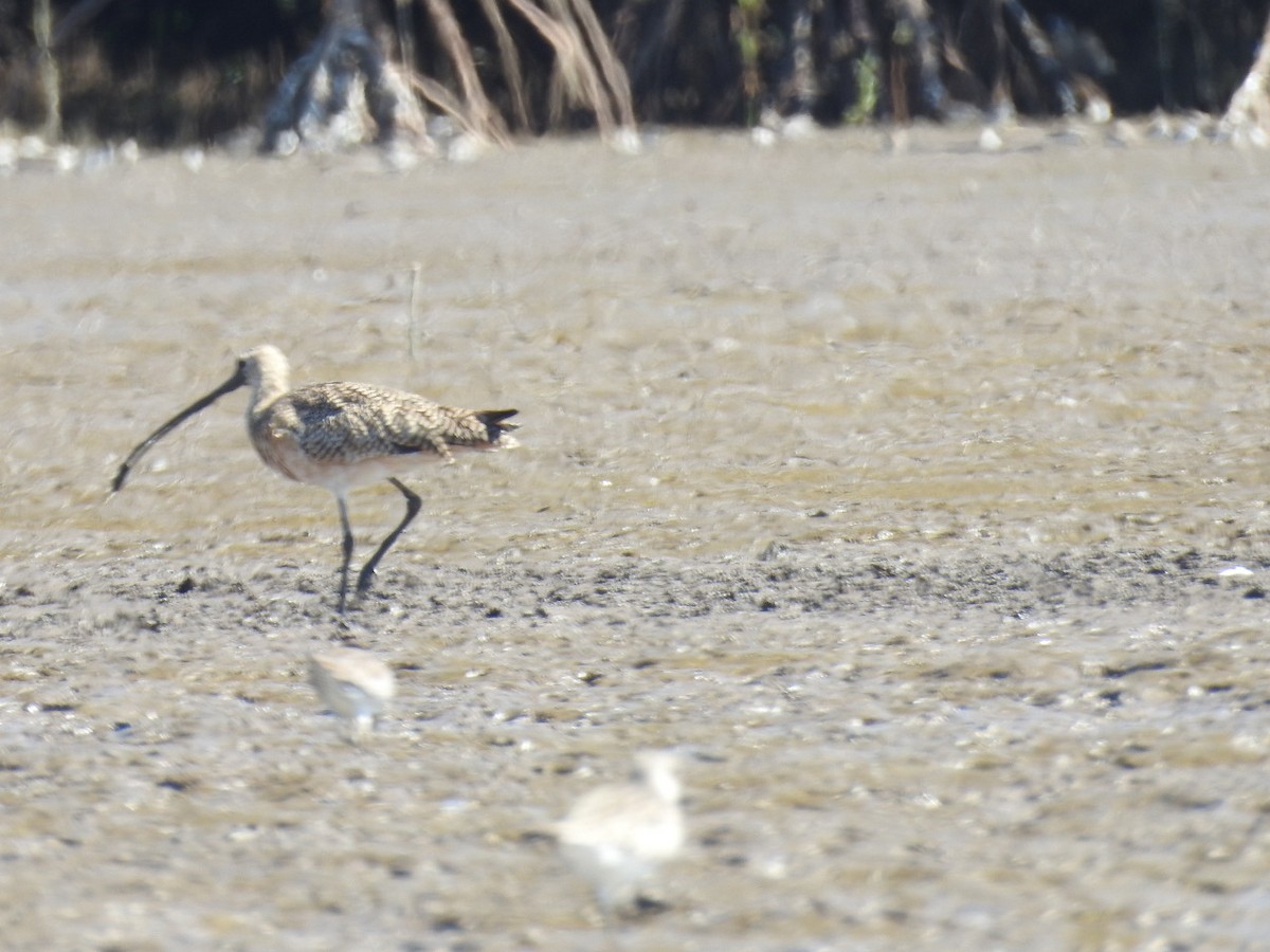 Long-billed Curlew - ML528029331