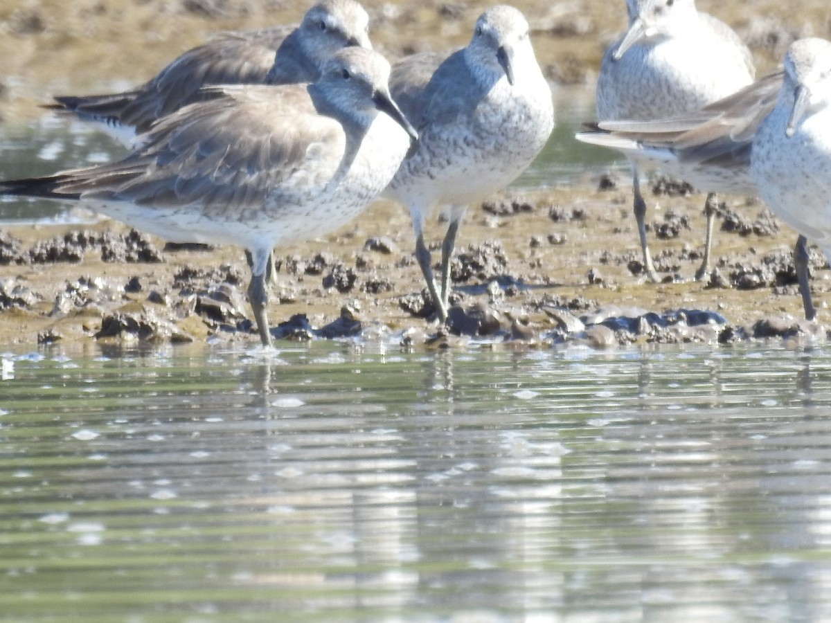 Red Knot - ML528029381