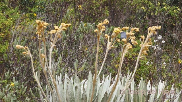 ネズミヤマシトド - ML528029511