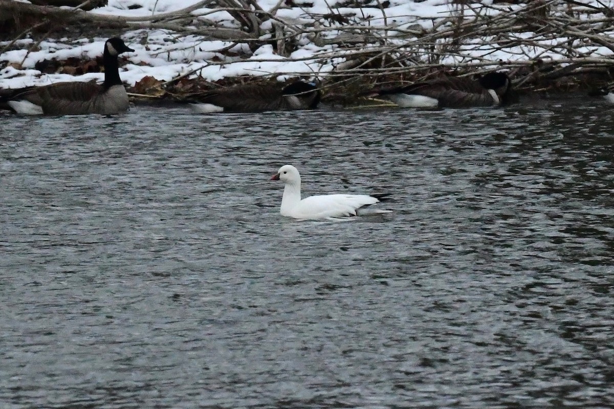 Ross's Goose - ML528029961