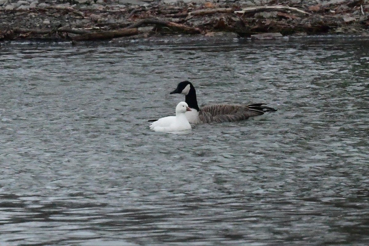 Ross's Goose - ML528029991