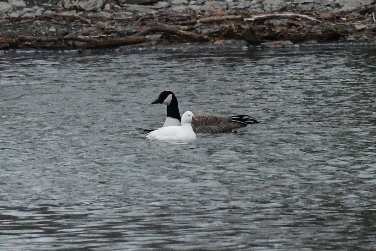 Ross's Goose - ML528030011