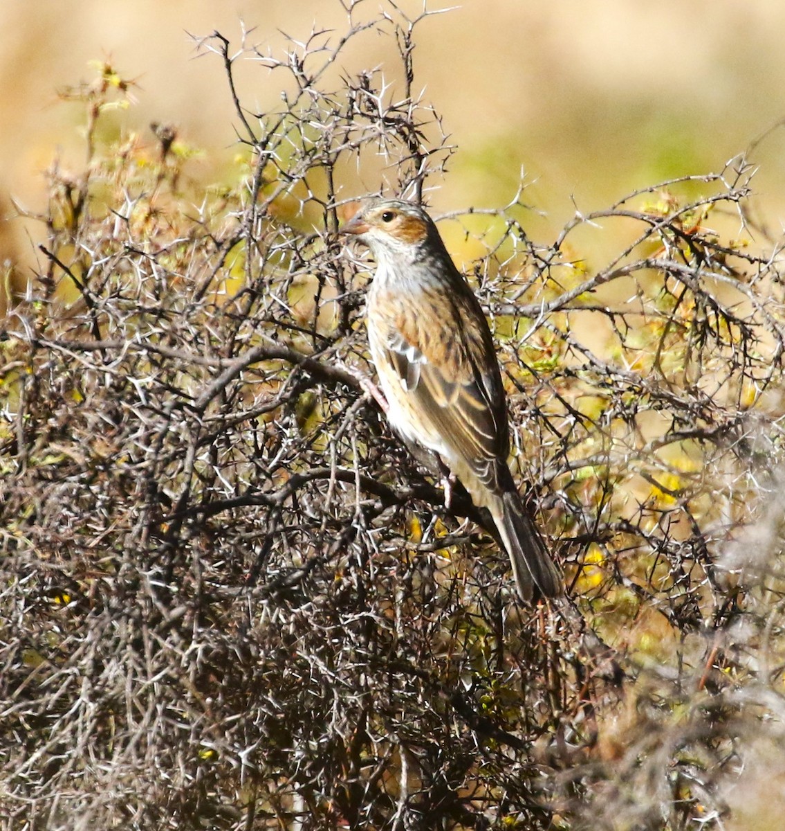 Mourning Sierra Finch - ML528031271