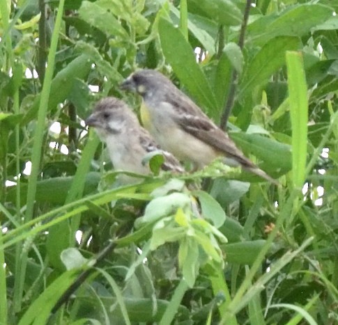 Lemon-breasted Seedeater - ML528032561