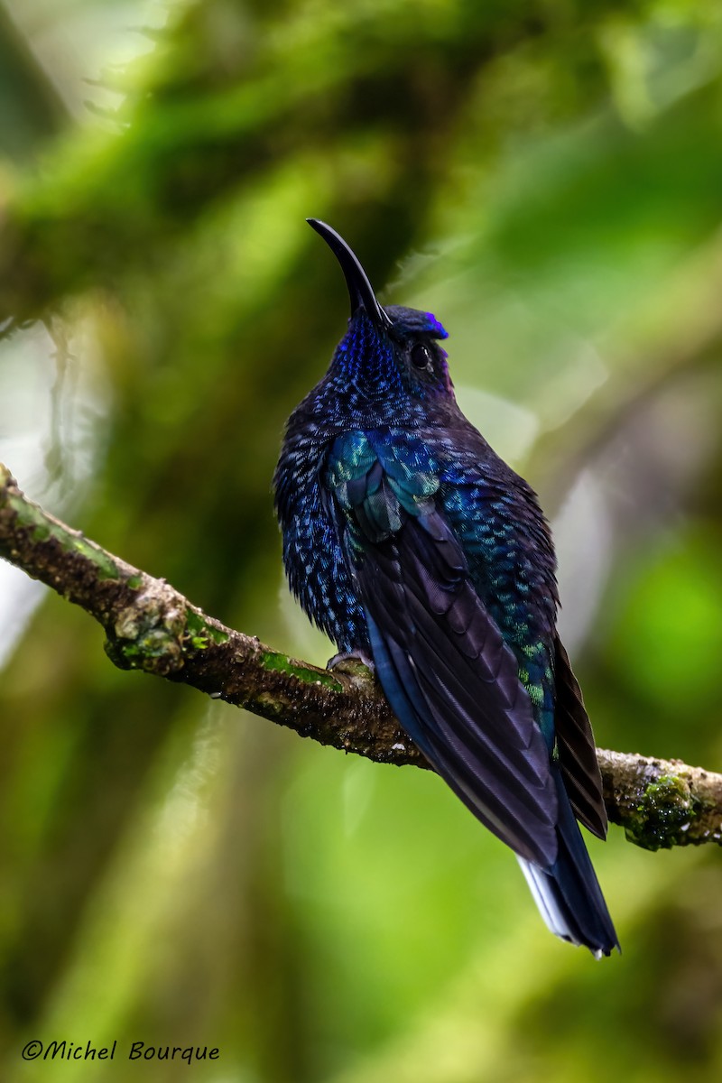 Violet Sabrewing - Michel Bourque